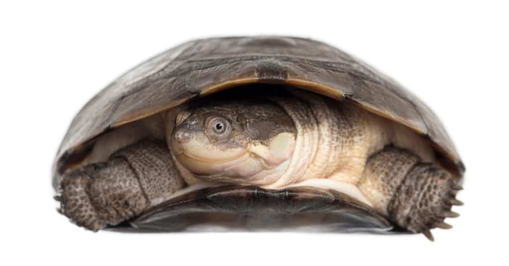 African helmeted River turtle hiding in its carapace isolated on white