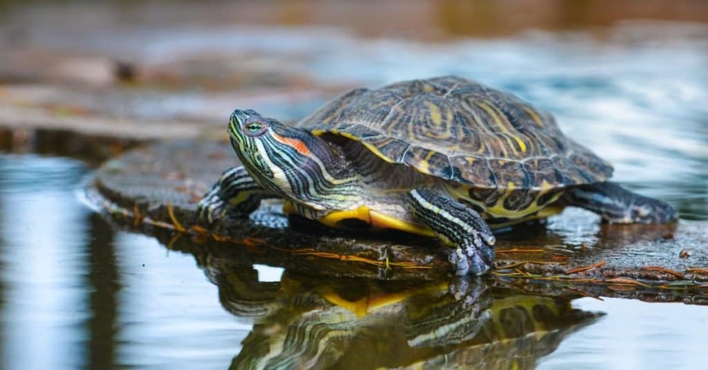 River Turtle Animal Pictures | A-Z Animals