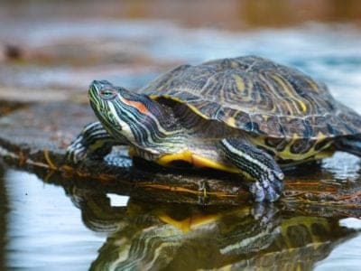 River Turtle Animal Facts | AZ Animals