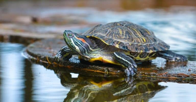 River turtle gets sun bath in a pond