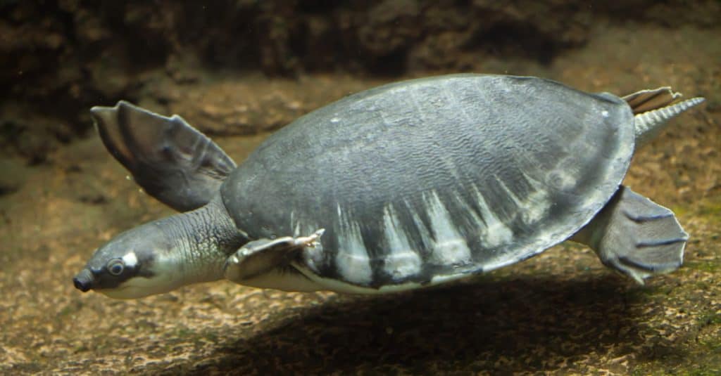 Pig-nosed River turtle (Carettochelys insculpta), also known as the Fly River turtle