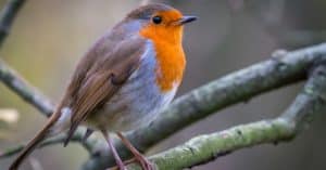 Where Do Robins Go In The Winter? Picture