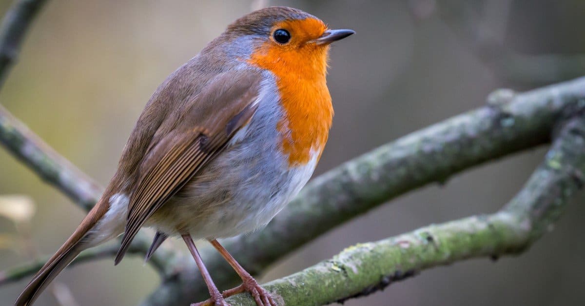 robin bird essay in english