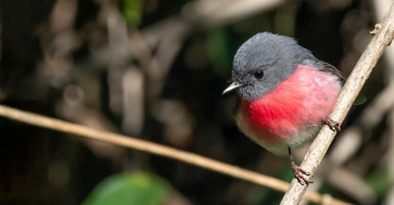 Rose Robin (Petroica rosea). Mount Clunie National Park, New South Wales, Australia