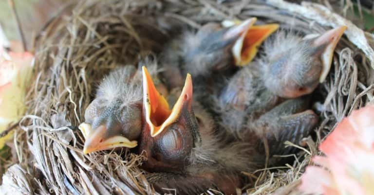 Four Hungry Young American Robins in Nest