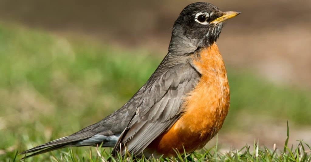 An American Robin is standing in the short grass