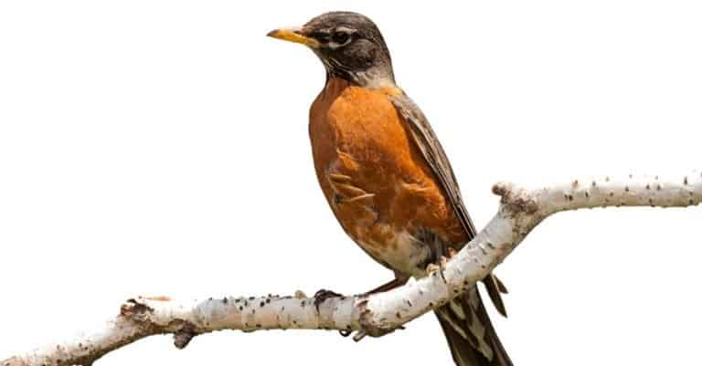 Bright orange breasted robin perched on a birch branch