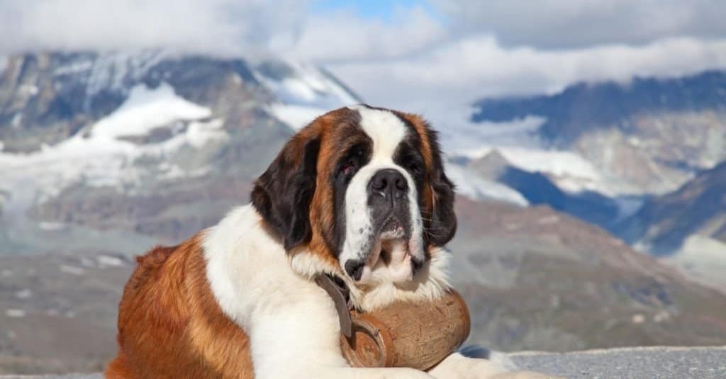 Saint Bernard Dog with keg ready for rescue operation