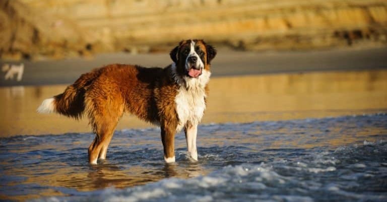 Saint Bernard dog at beach