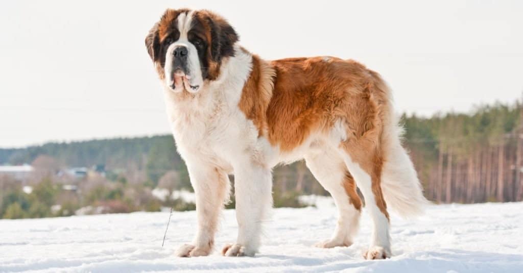 Newfoundland vs Saint Bernard