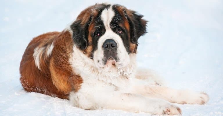 Saint Bernard dog in winter