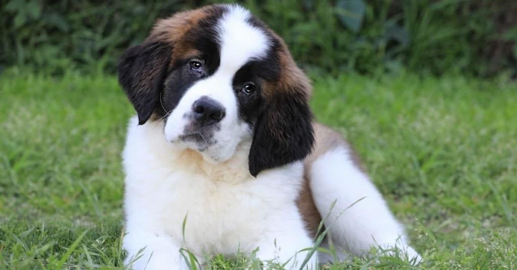 Adorabile cucciolo di San Bernardo con dolce espressione