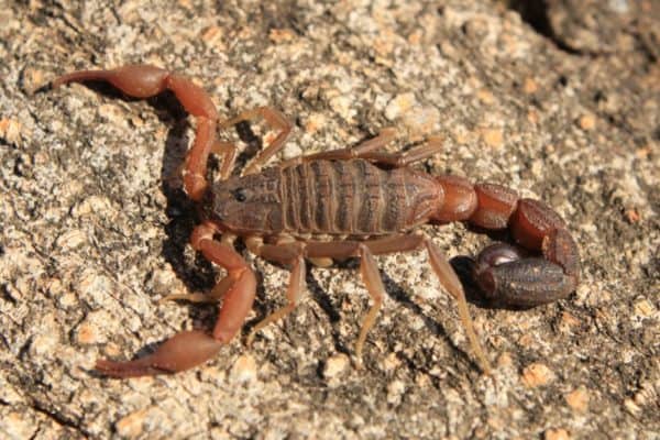 A Scorpion of genus Hottentotta from Maharashtra, India, sitting on a rock.