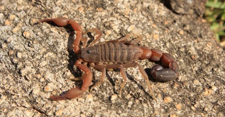 A Scorpion of genus Hottentotta from Maharashtra, India, sitting on a rock.