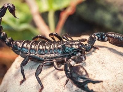 A Scorpiones