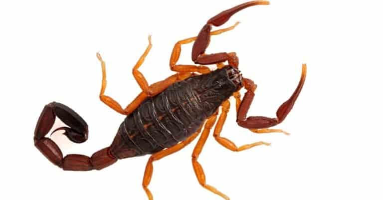 Beautiful sub-adult Florida bark scorpion, (brown bark scorpion), Centruroides gracilis, isolated.