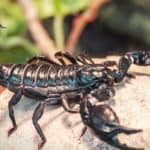 Black scorpion (Emperor Scorpion) sitting on a rock.