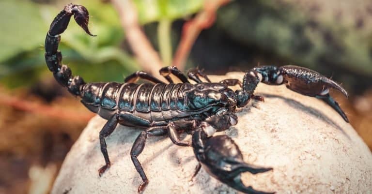 Black scorpion (Emperor Scorpion) sitting on a rock.