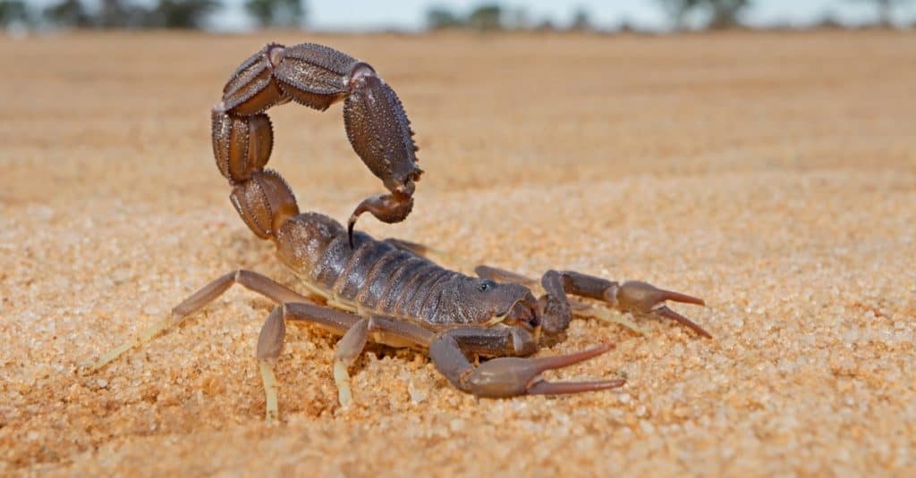 Granulated thick-tailed scorpion (Parabuthus granulatus) in the Kalahari desert, South Africa.