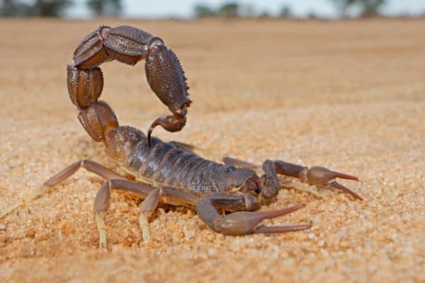 Granulated thick-tailed scorpion (Parabuthus granulatus) in the Kalahari desert, South Africa.