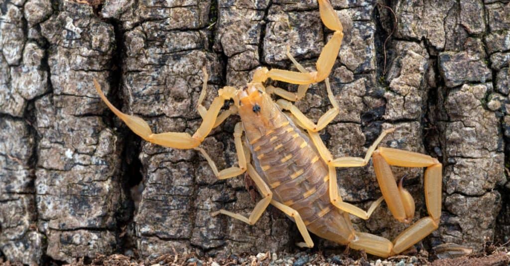 Close-up image of an Arizona Bark scorpion, showcasing its distinctive body shape and pincers.