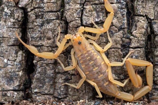 Male Arizona bark scorpion, sitting against a tree.