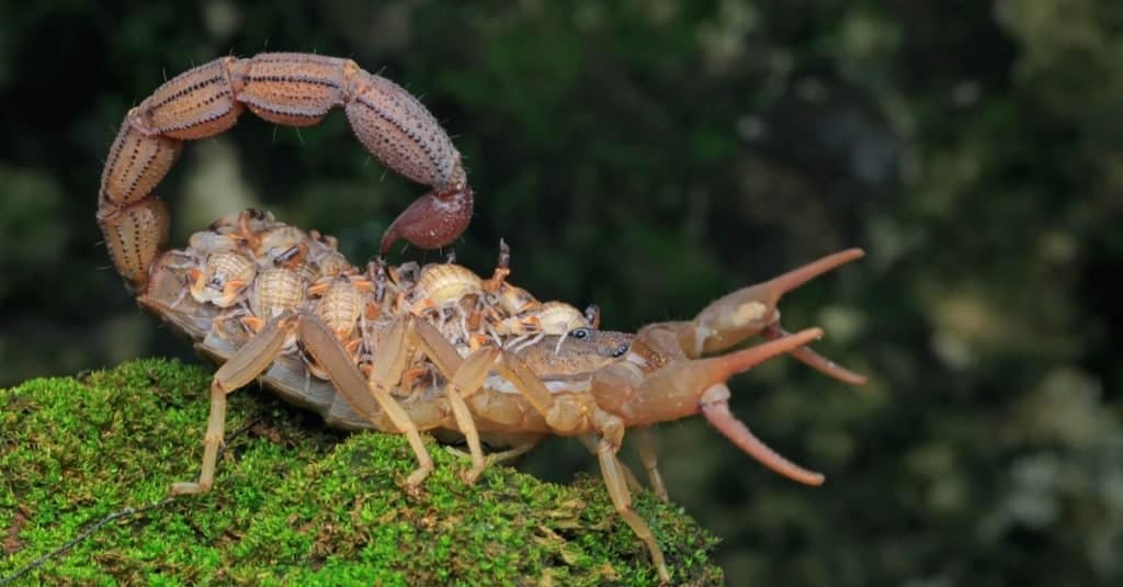A scorpion mother (Hottentotta hottentotta) is holding her babies on her back.