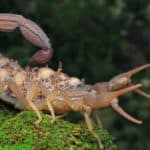A scorpion mother (Hottentotta hottentotta) is holding her babies on her back.