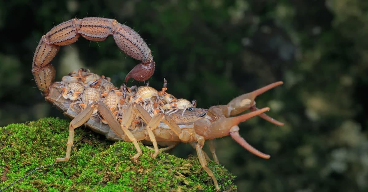 Scorpion Pictures - AZ Animals