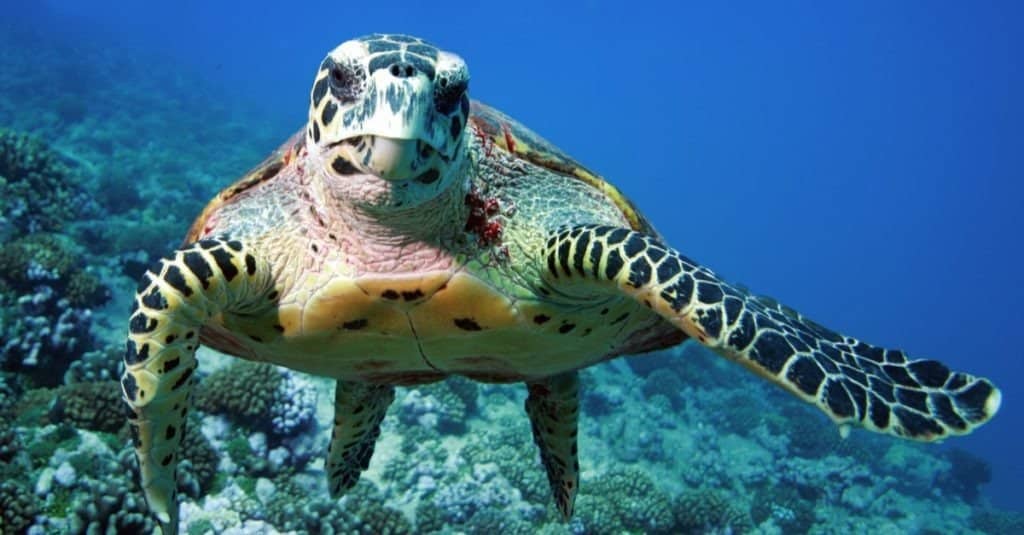 Sea turtle swimming on reef