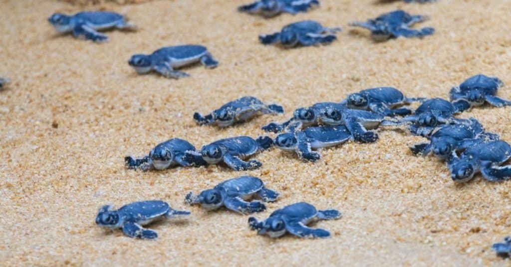 Baby sea turtles heading to ocean