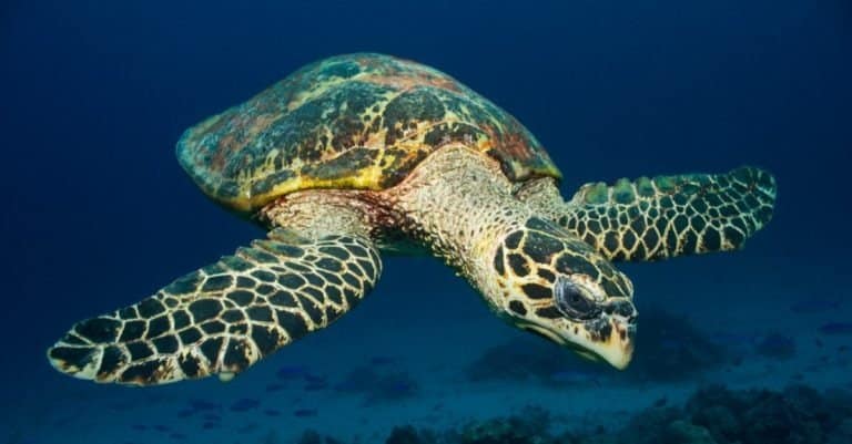 Sea Turtle (Hawksbill Turtle) with clean background.