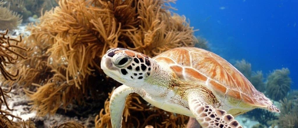 Green Sea Turtle swimming along tropical coral reef, Bonaire