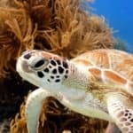 Sea turtle