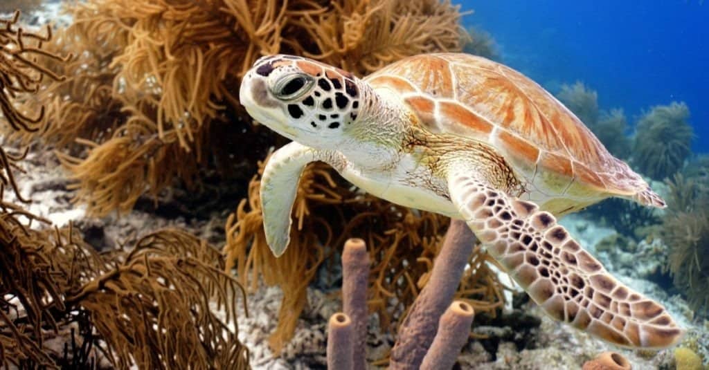 Green Sea Turtle swimming along tropical coral reef, Bonaire