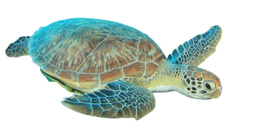 Sea turtle isolated on white background