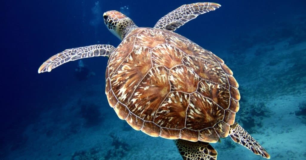 Swimming Sea Turtle with Beautiful Shell