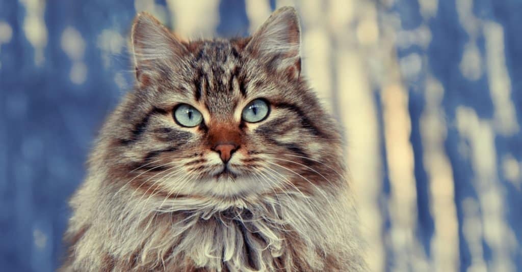 Cute Siberian cat sitting in the pine forest.