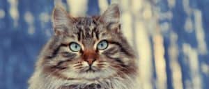 Cute Siberian cat sitting in the pine forest.