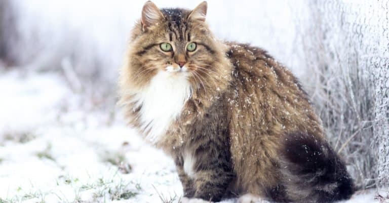 Beautiful Siberian cat sitting on the snow.