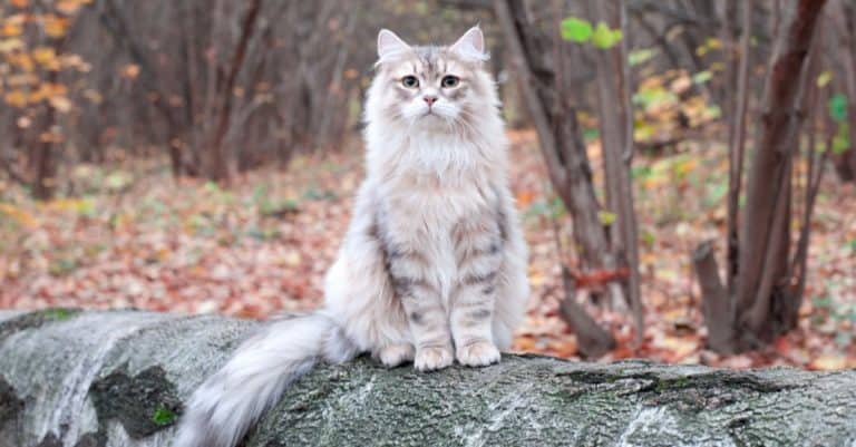 Siberian cat sitting on a tree stump in the woods.