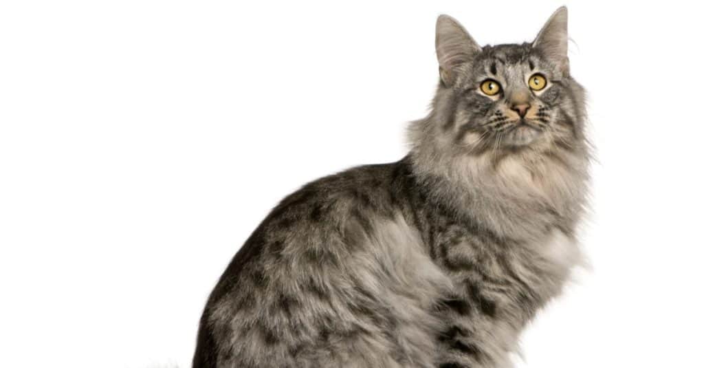 Siberian isolated in front of a white background.
