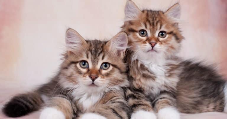 Two cute Siberian kittens on a beautiful neutral background.