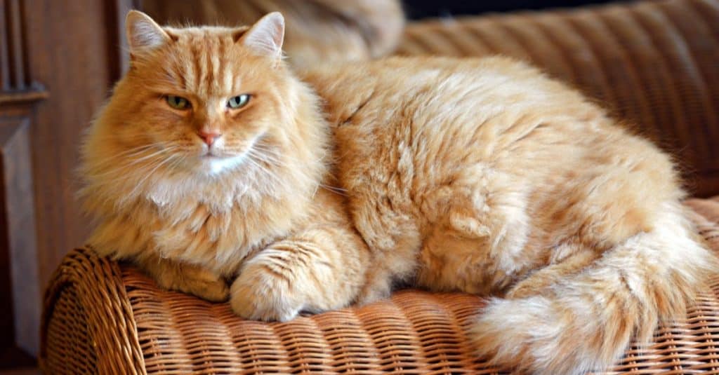 Siberian cat lying on the couch at home.