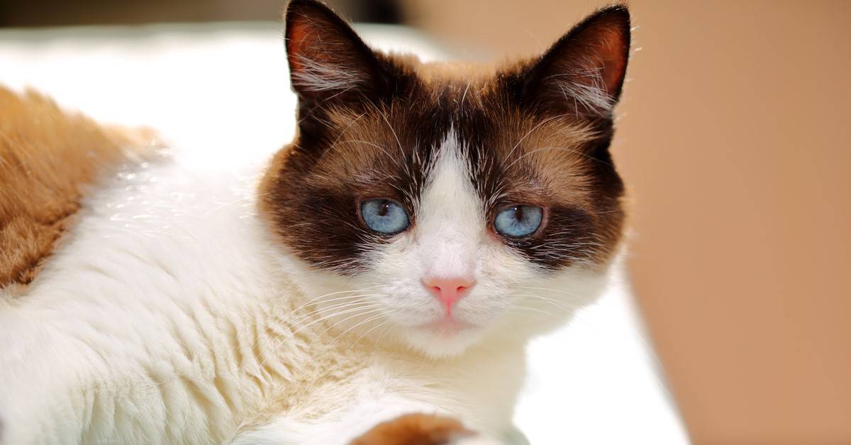 Snowshoe Cat Breed Complete Guide | AZ Animals