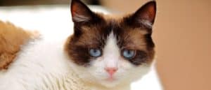 Snowshoe close-up
