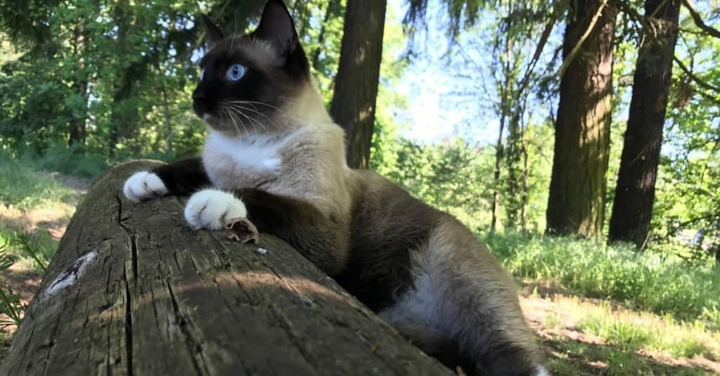 Snowshoe cat playing in the forest.