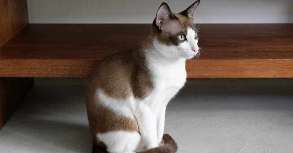 Snowshoe cat sitting on the floor in the sitting room.