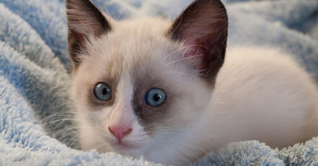 Little Snowshoe kitten with blue eyes, lying on the bed.