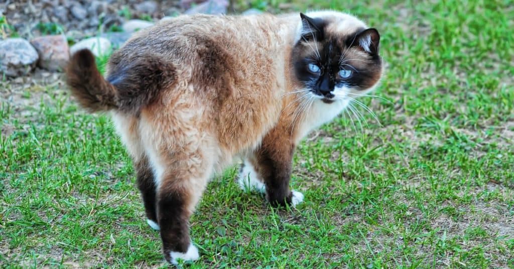 Snowshoe cat playing outside in the garden.